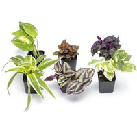 Element by  Miniature Live House Plants (6PK), Air Purifying Live Plants