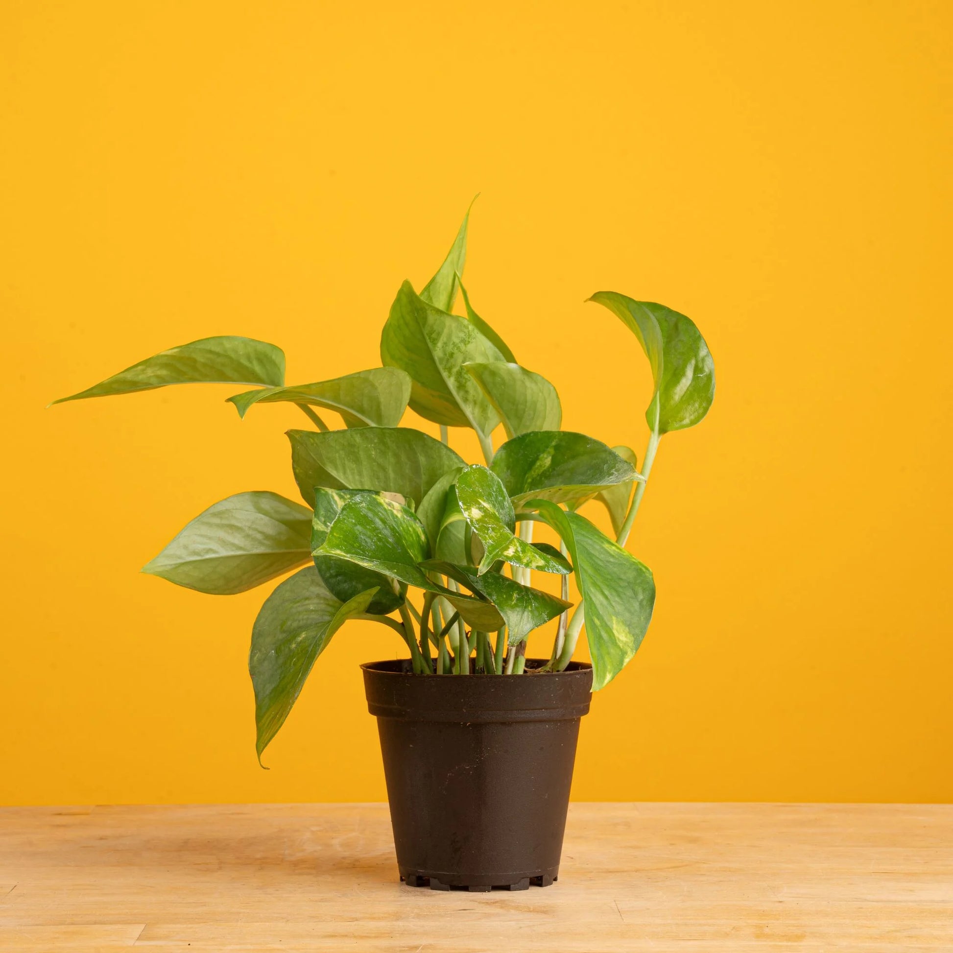 Clean Air Golden Pothos Indoor Live Houseplant 3.8 Nursery Pot