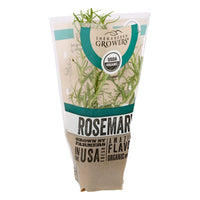 Organic Potted Rosemary Green Live Plant, 1 Each