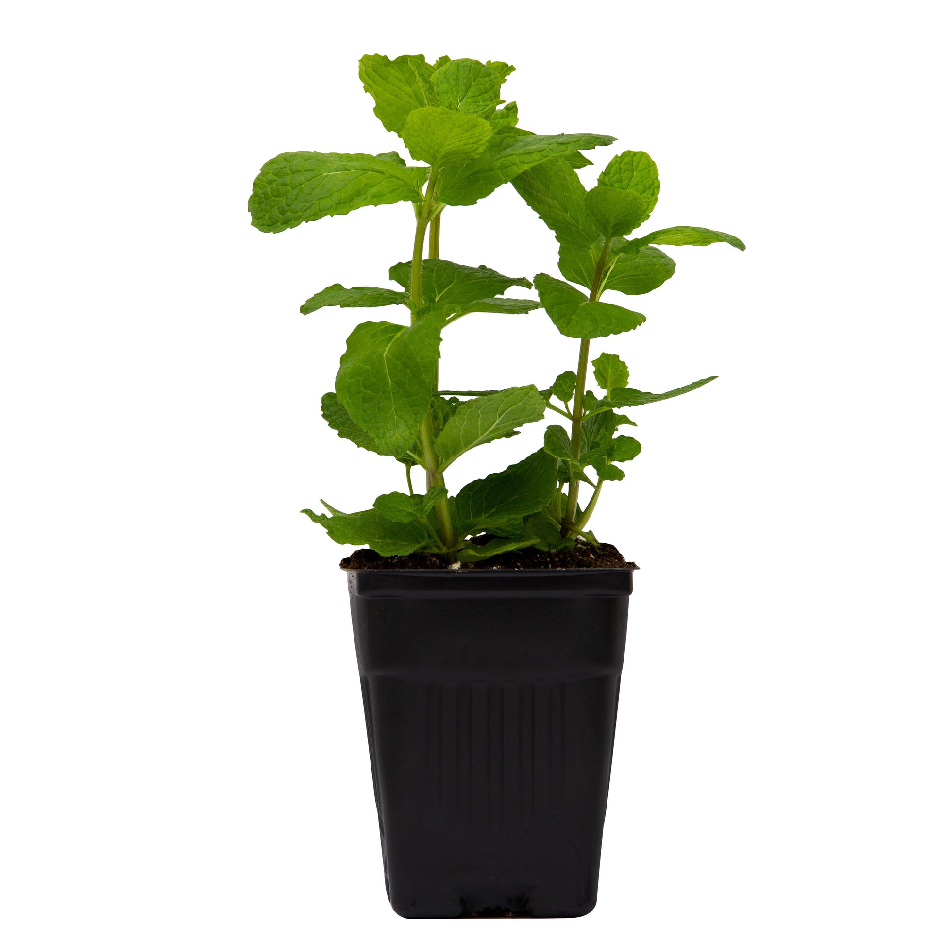 Potted Mint Green Herb Plant, 1 Each