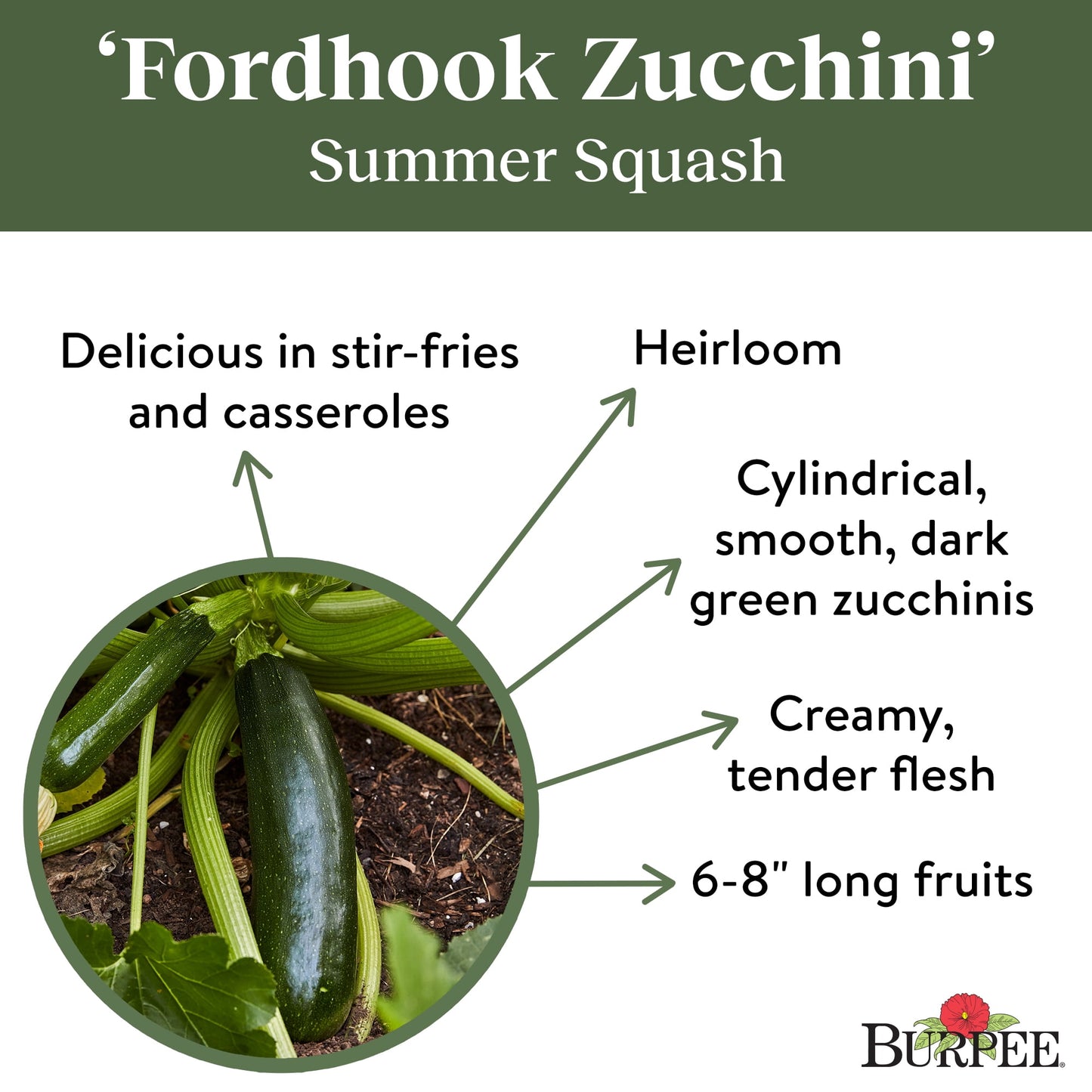 Fordhook Zucchini Summer Squash Vegetable Seed, 1-Pack