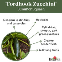 Fordhook Zucchini Summer Squash Vegetable Seed, 1-Pack