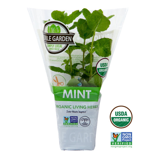 Potted Mint Green Herb Plant, 1 Each