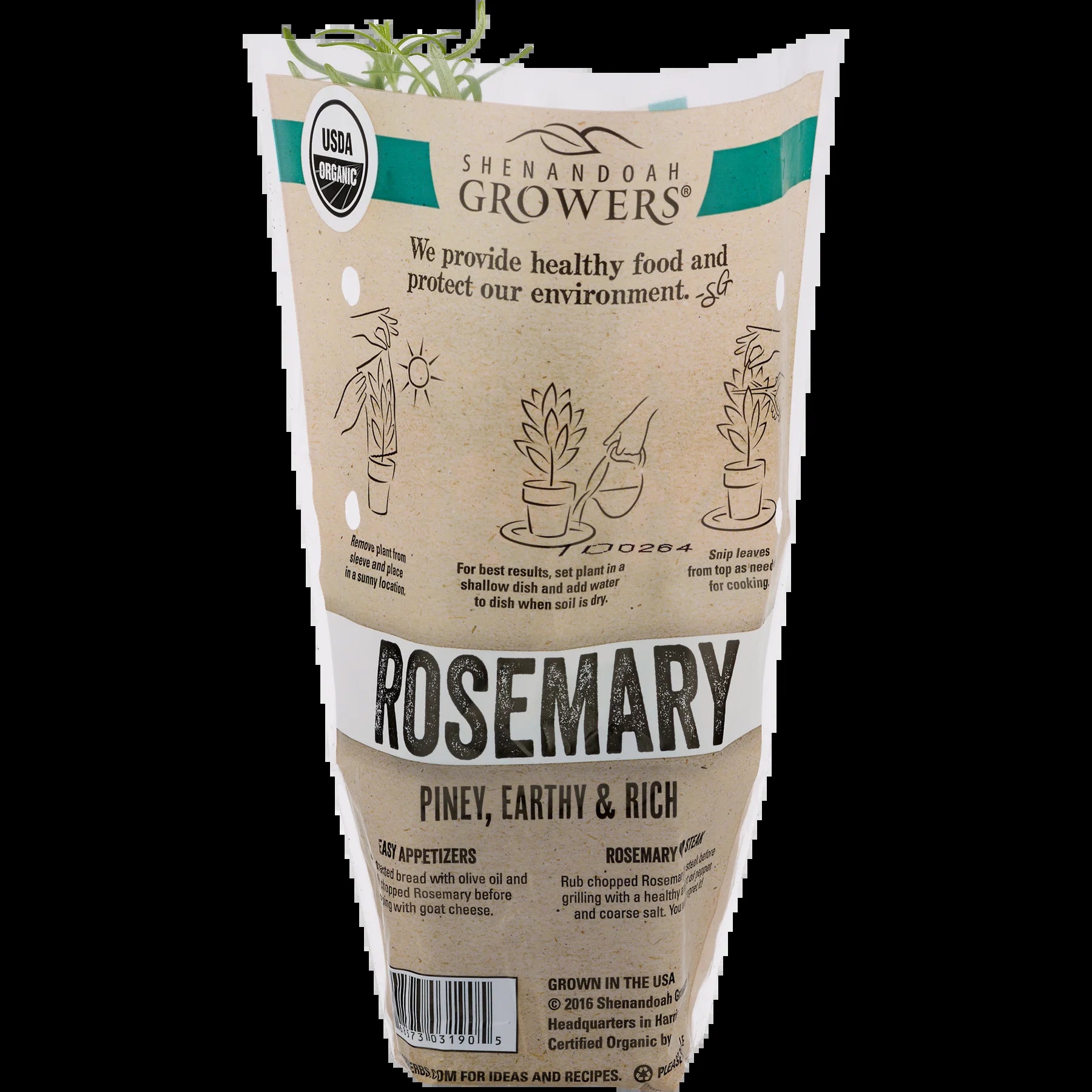 Organic Potted Rosemary Green Live Plant, 1 Each