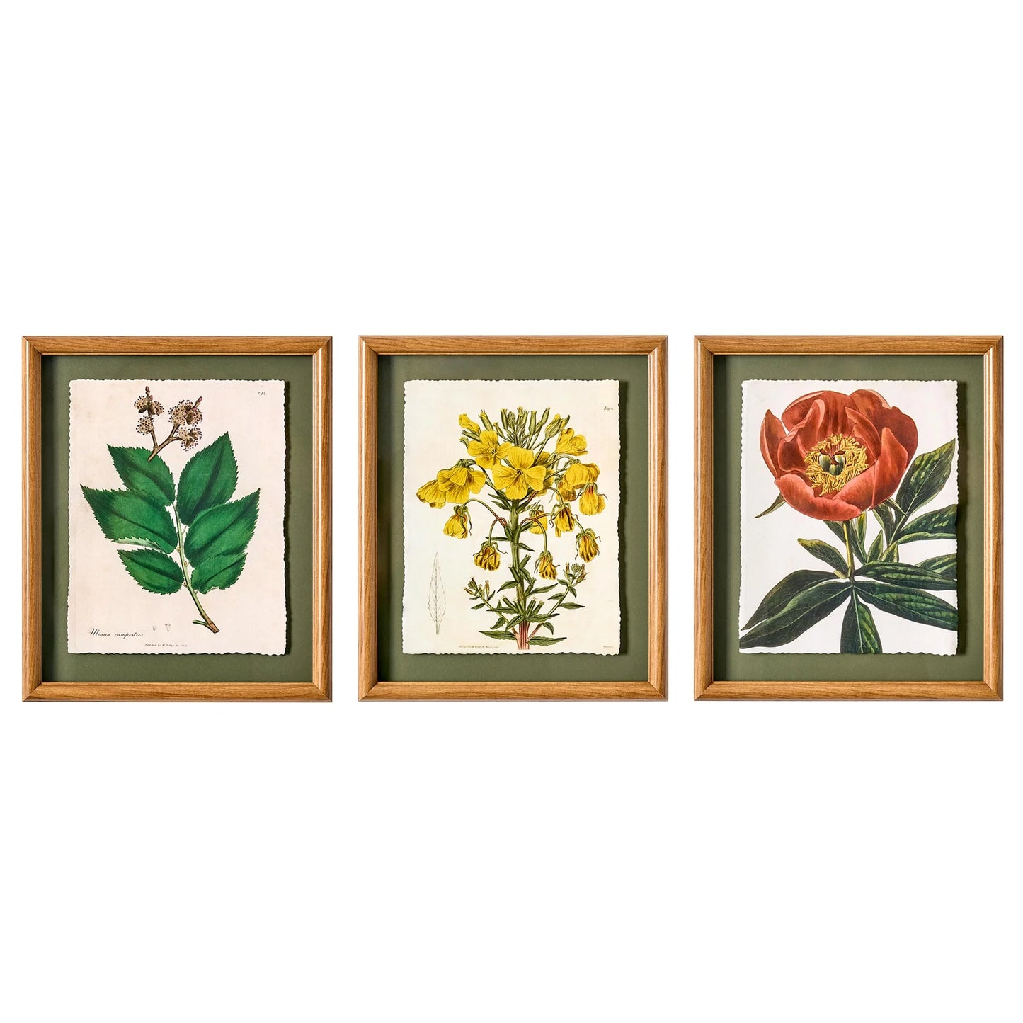 Framed Vintage Florals Elm Tree Leaves- by Drew Barrymore 10" X 12"