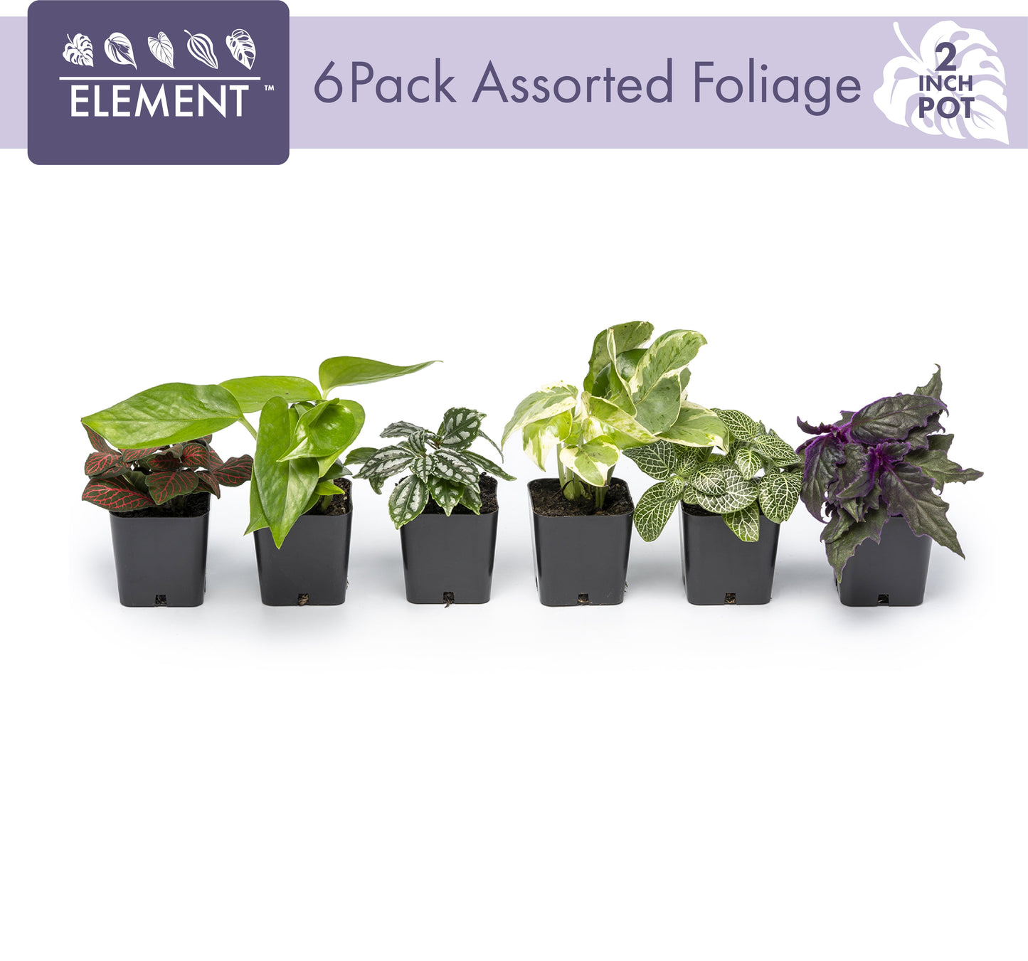 Element by  Miniature Live House Plants (6PK), Air Purifying Live Plants