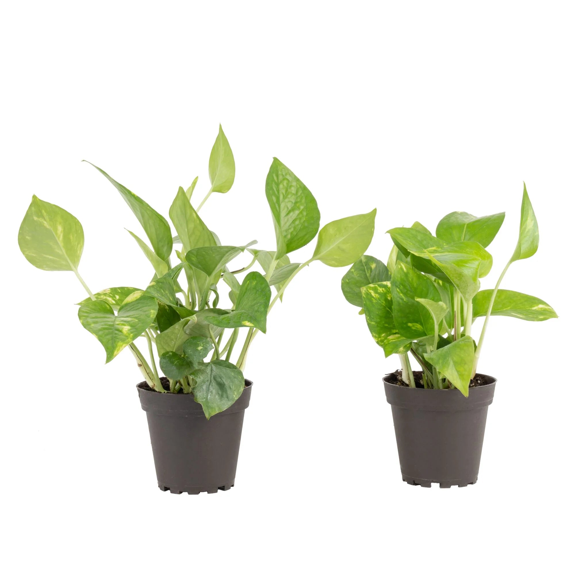 Clean Air Golden Pothos Indoor Live Houseplant 3.8 Nursery Pot